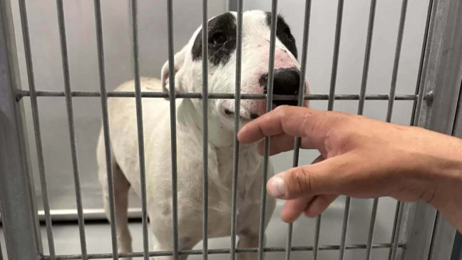 Cachorro encontrado dois anos após desaparecer emociona em reencontro com a família