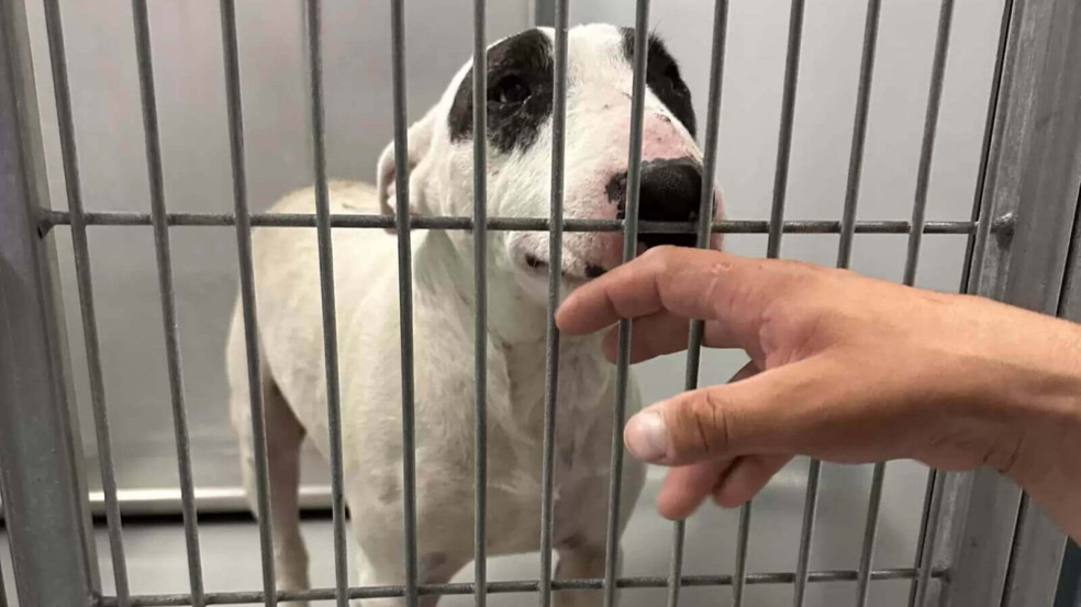 Cachorro encontrado dois anos após desaparecer emociona em reencontro com a família