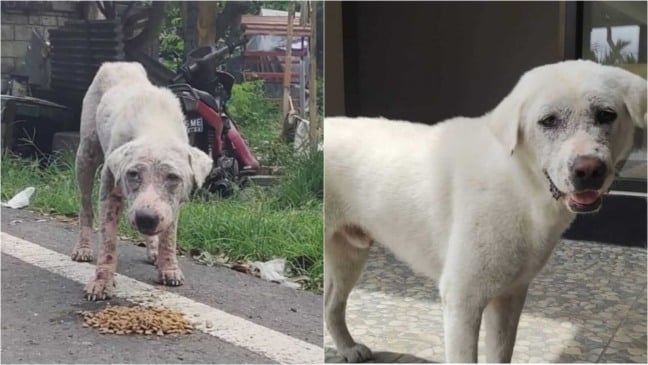 Antes e depois de cachorro abandonado
