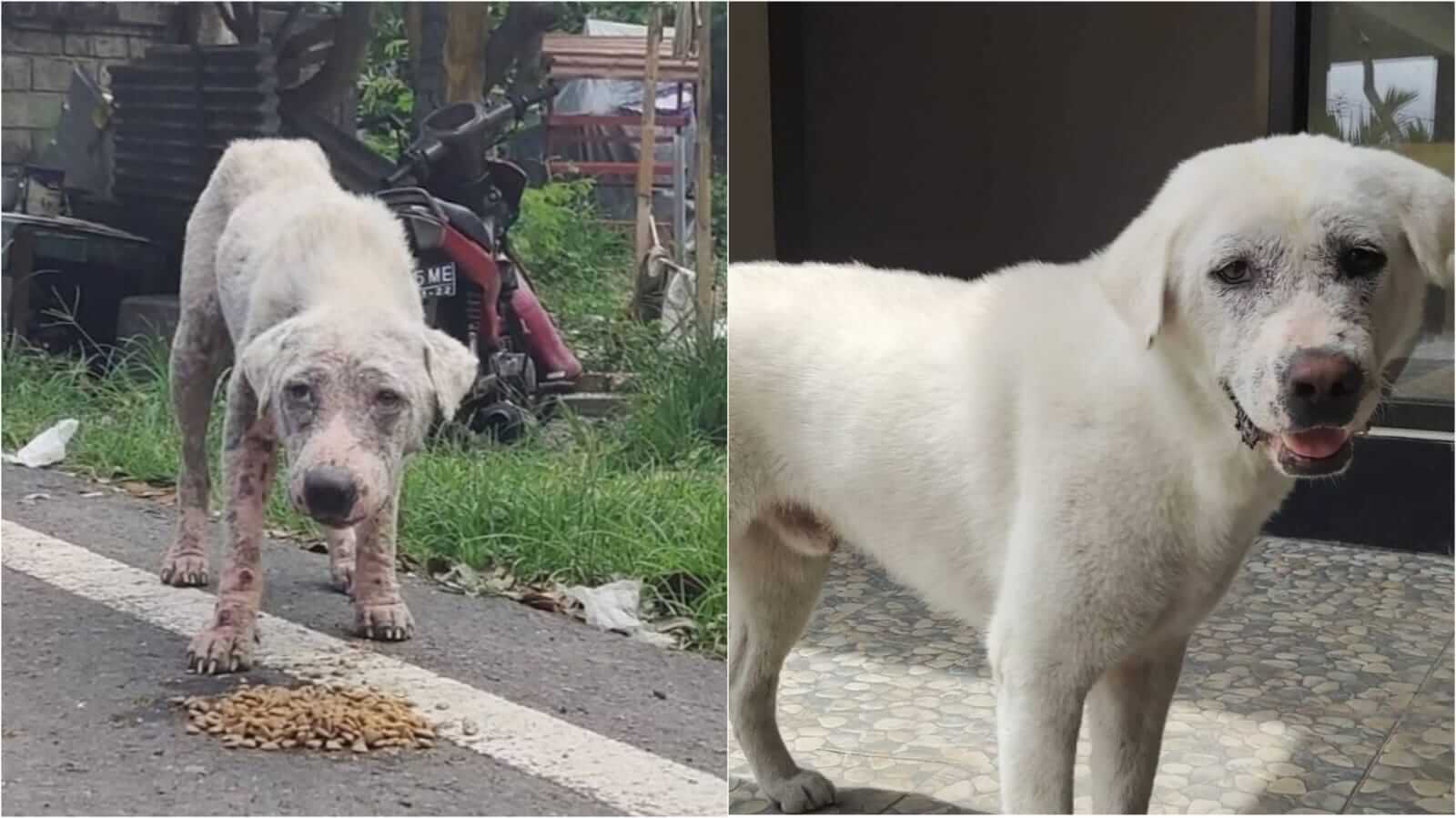 Antes e depois de cachorro abandonado