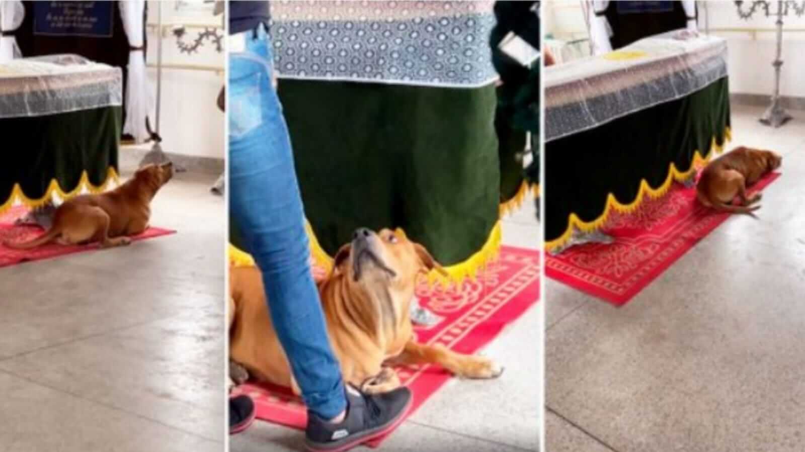 Cachorro ao lado de caixão do tutor