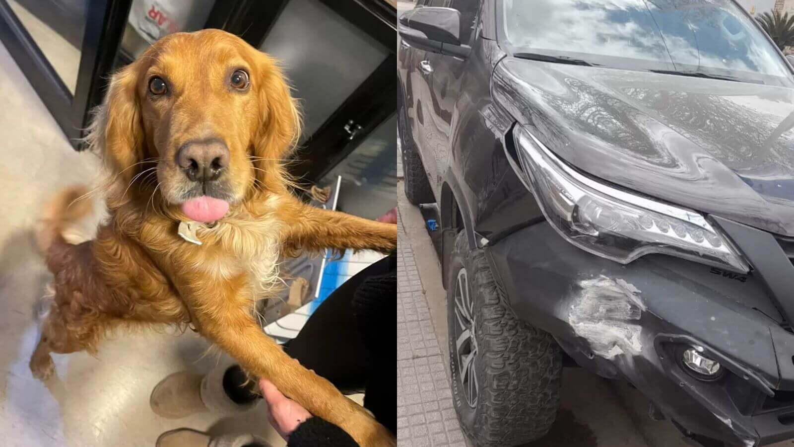 Cachorro entra em carro ligado e dirige até bater em uma parede