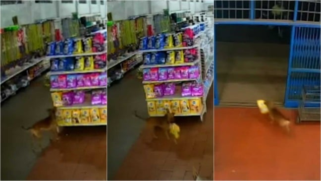 Cachorro rouba saco de ração