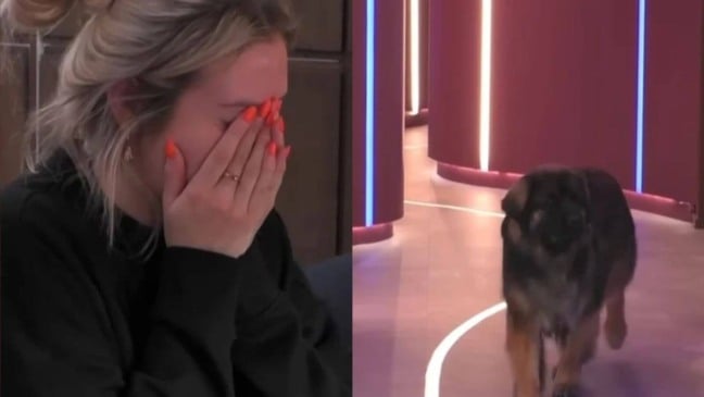 Cachorro entra no Big Brother