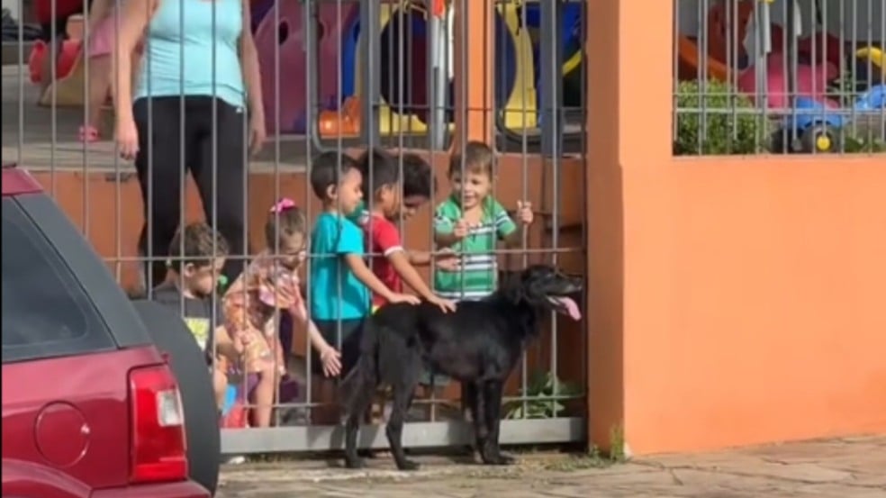 Cachorro espera alunos no portão da escola