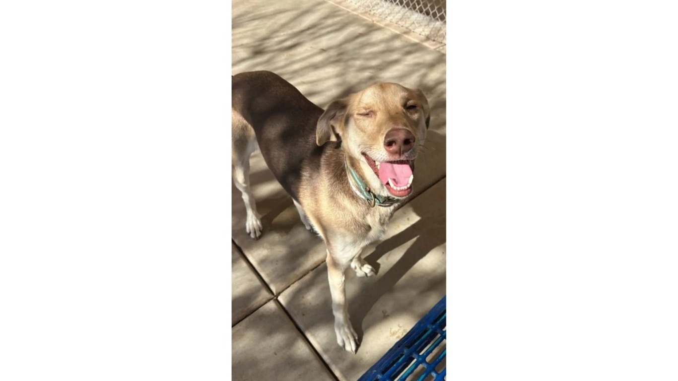 Cachorro abandonado em abrigo