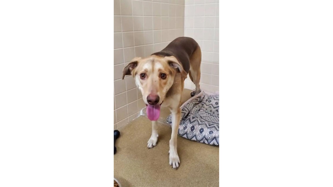 Cachorro abandonado em abrigo