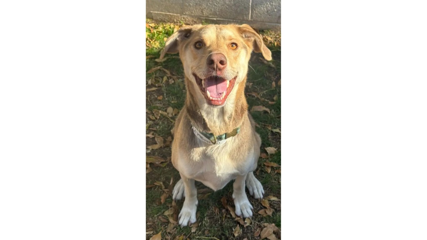 Cachorro abandonado em abrigo