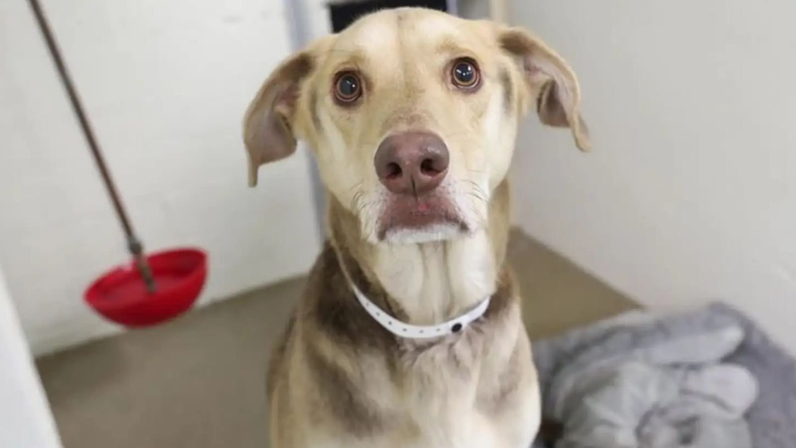 Cachorro abandonado em abrigo