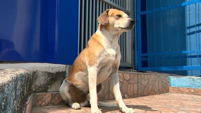 Cachorro sentado em calçada