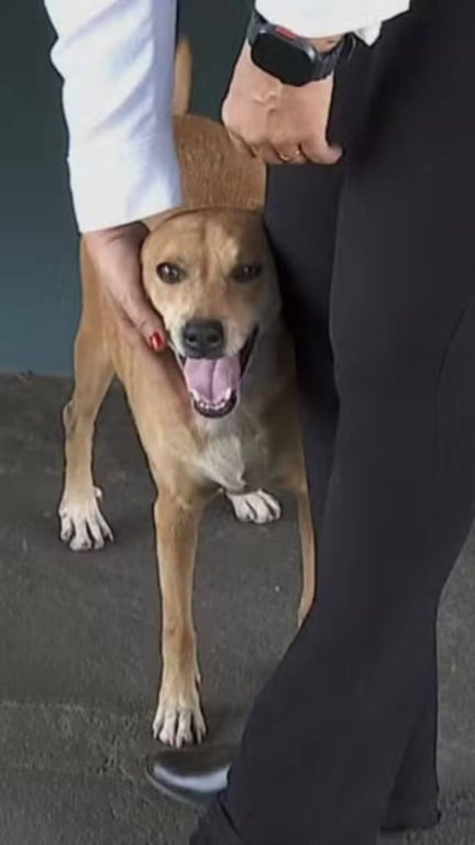 Cachorro espera por tutora no hospital por 8 anos