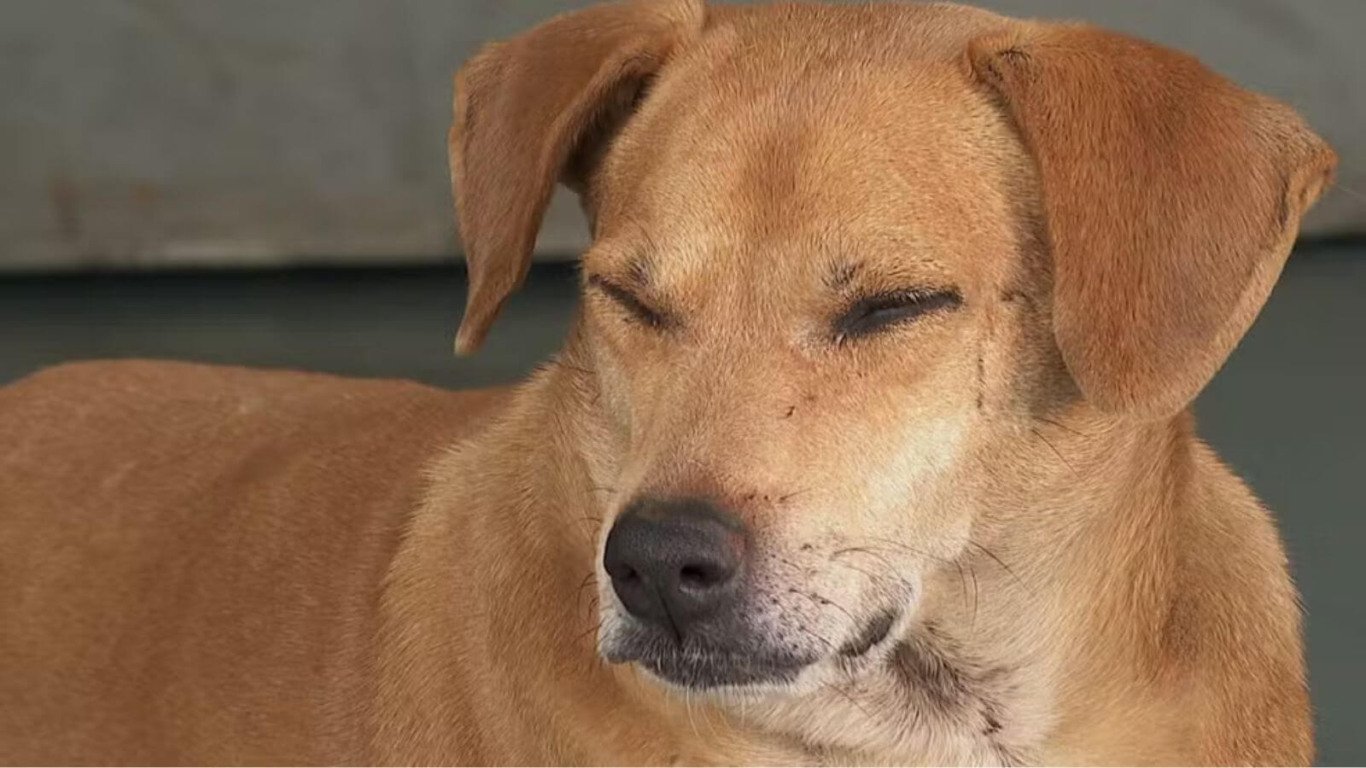 Cachorro espera por tutora no hospital por 8 anos