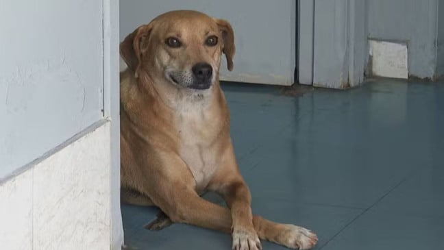 Cachorro espera por tutora no hospital por 8 anos