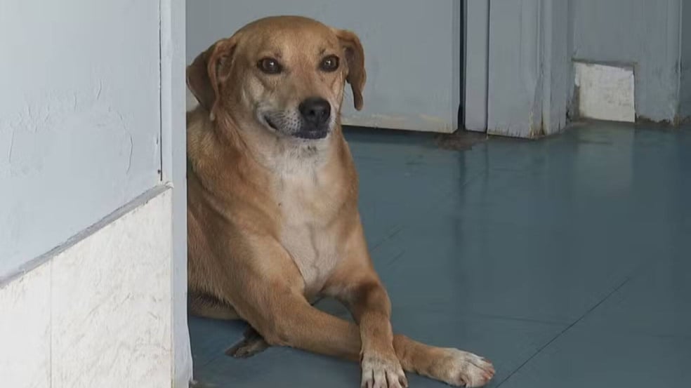 Cachorro espera por tutora no hospital por 8 anos