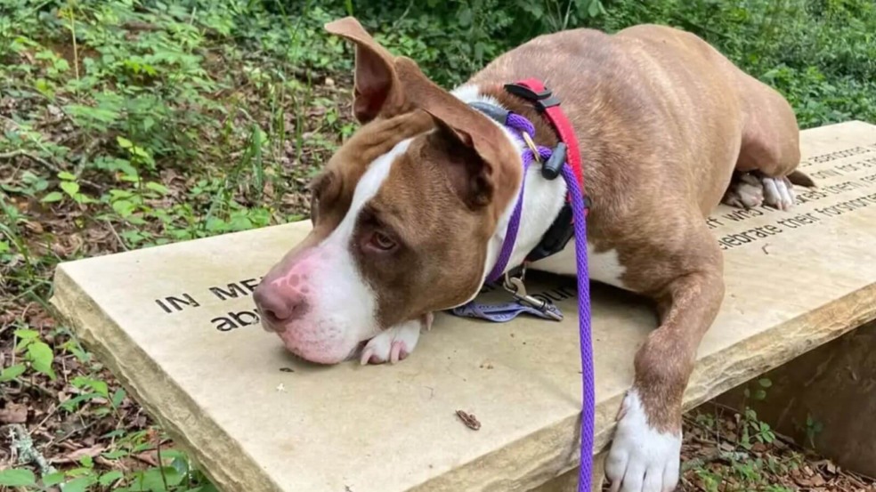 Cachorro deitado em banco