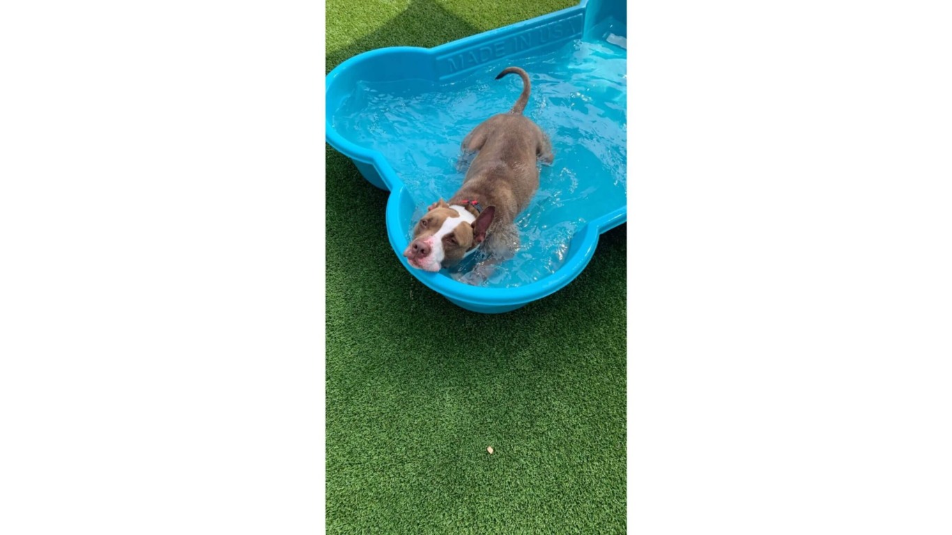 Cachorro em piscina
