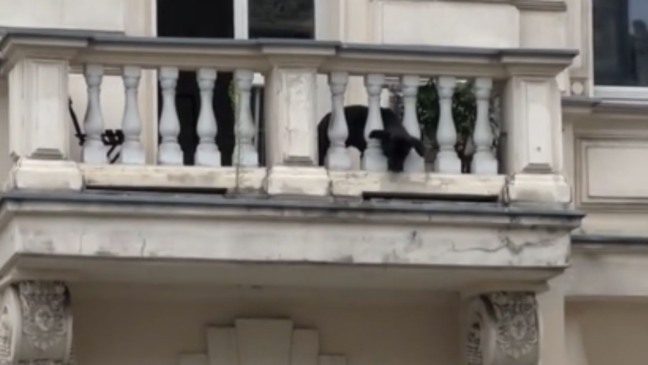 Cachorro preto em varanda