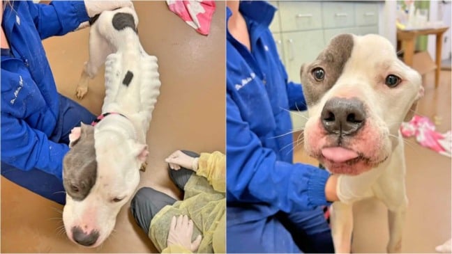 Cachorro muito magro