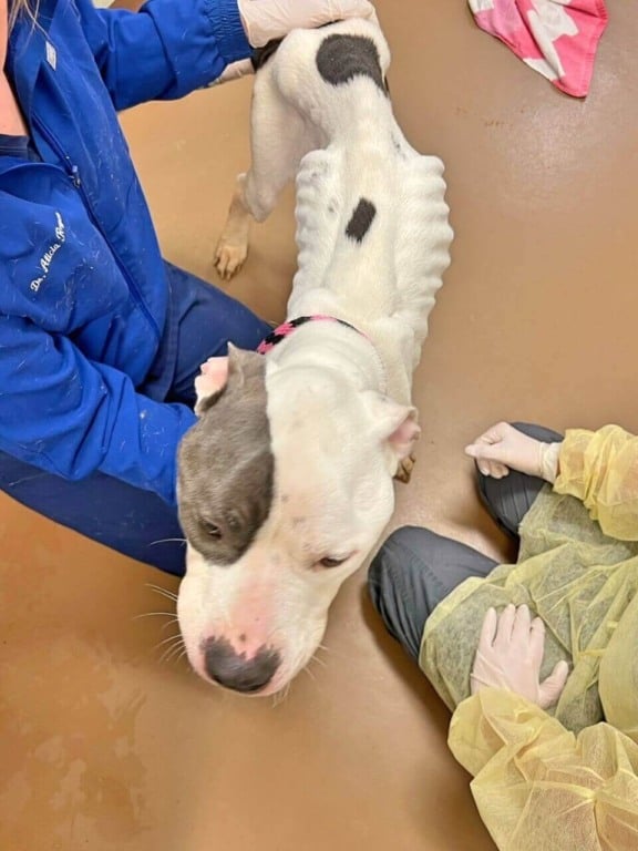 Cachorro muito magro