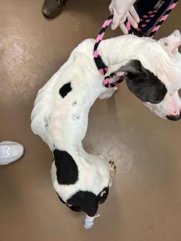 Cachorro muito magro