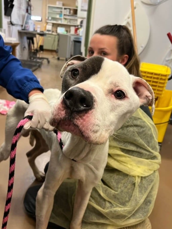 Cachorro muito magro