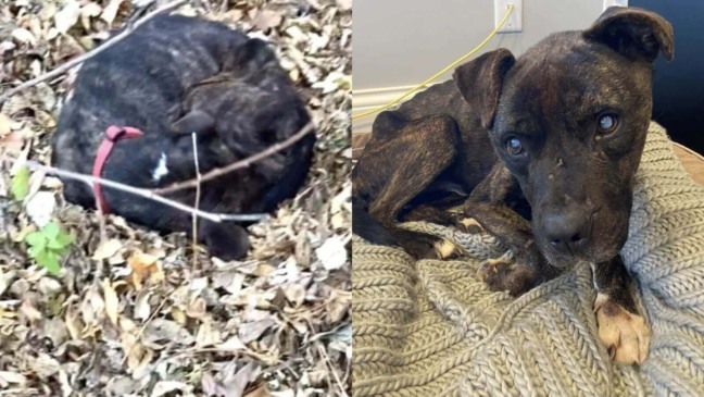Cachorro 'esquelético' se enrola em folhas enquanto espera para ser resgatado