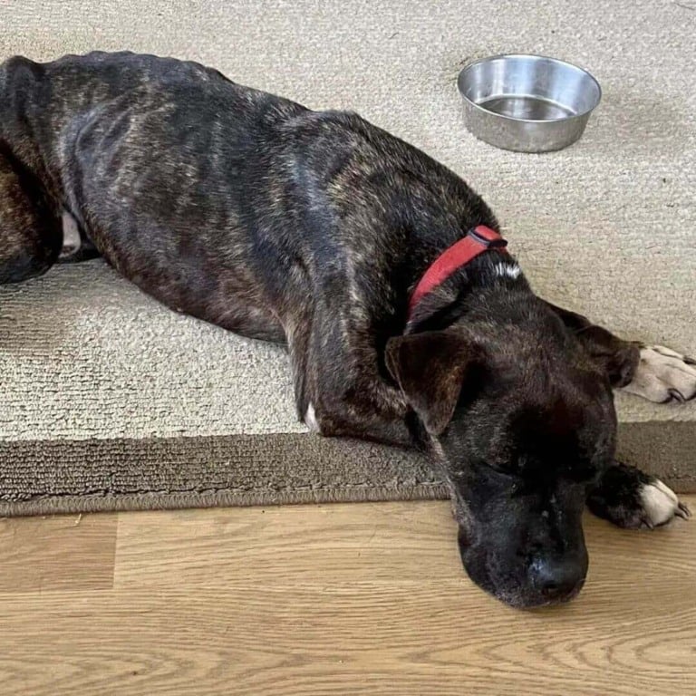 Cachorro 'esquelético' se enrola em folhas enquanto espera para ser resgatado