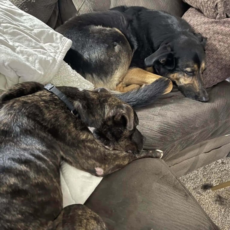 Cachorro 'esquelético' se enrola em folhas enquanto espera para ser resgatado