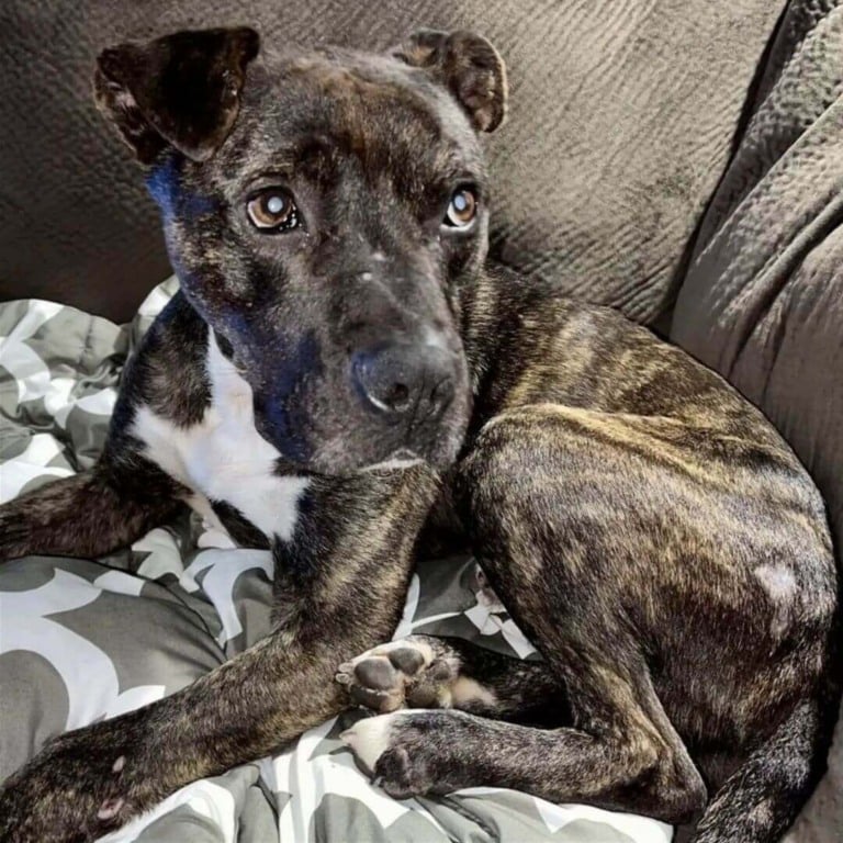 Cachorro 'esquelético' se enrola em folhas enquanto espera para ser resgatado