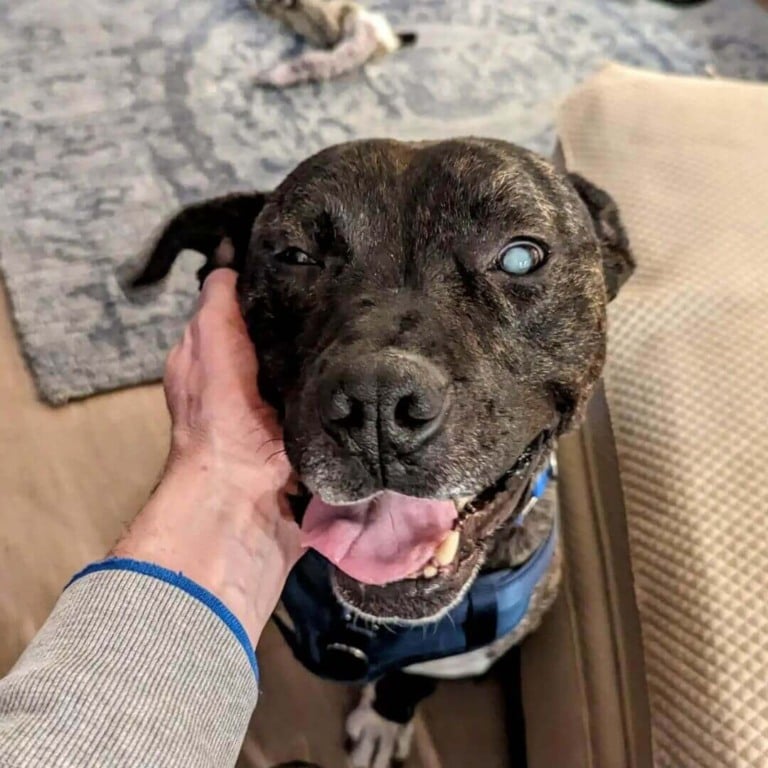 Cachorro 'esquelético' se enrola em folhas enquanto espera para ser resgatado