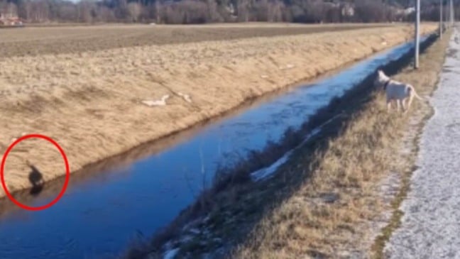 Cachorro faz amizade com sua própria sombra e protagoniza momento hilário