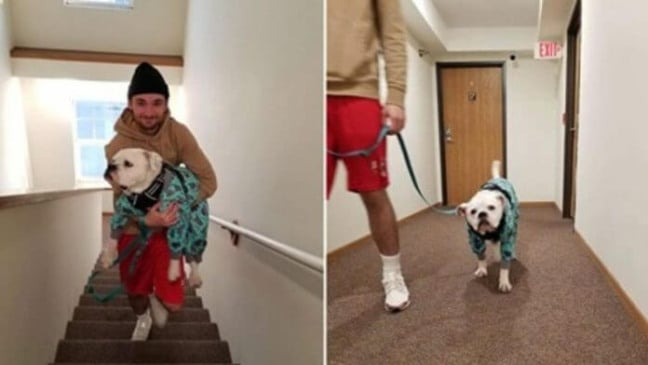 Cachorro finge mancar toda vez que vê as escadas para ser carregado