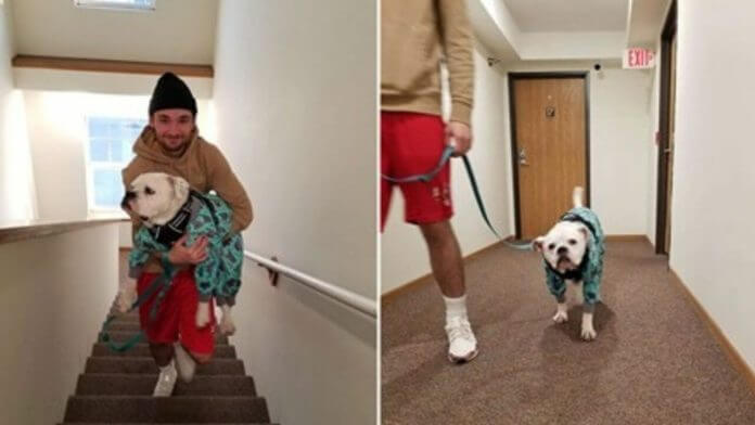 Cachorro finge mancar toda vez que vê as escadas para ser carregado