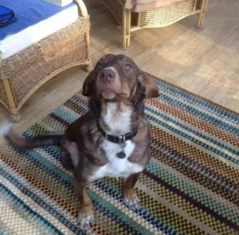 Cachorro sentado em sala