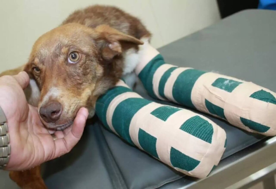 Cachorro com patas enfaixadas