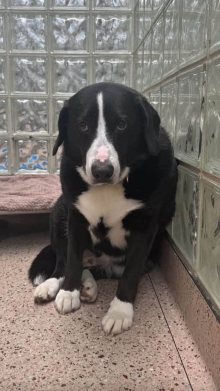 Cachorro triste em abrigo