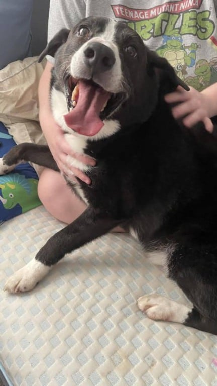 Cachorro feliz após adoção