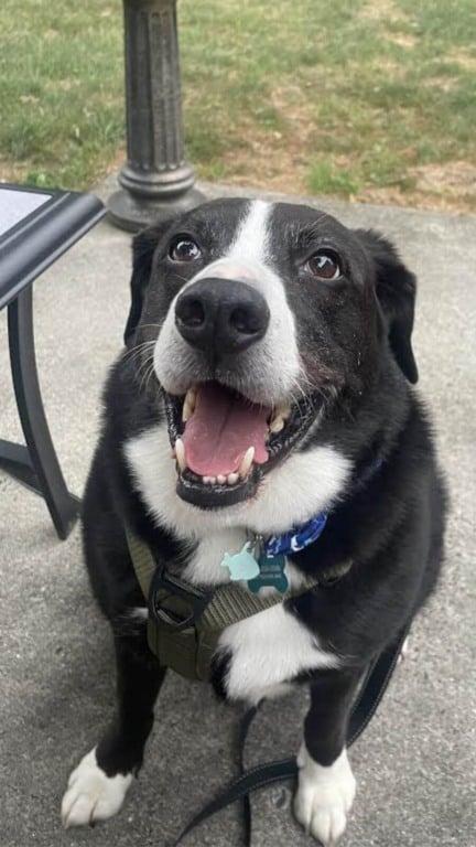 Cachorro feliz após adoção