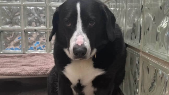 Cachorro triste em abrigo