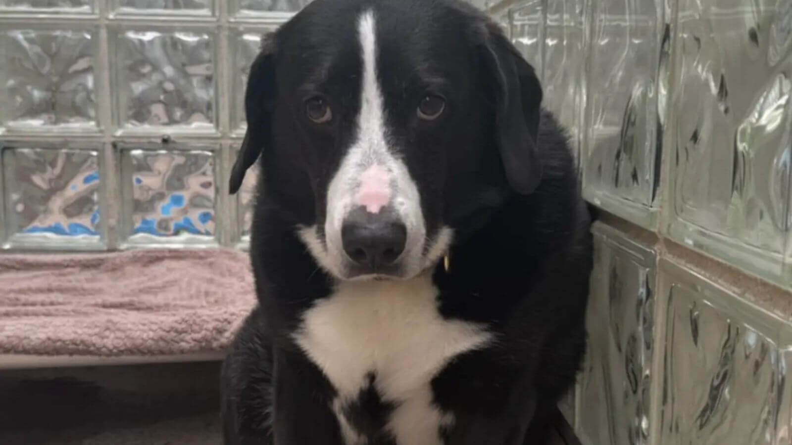 Cachorro triste em abrigo