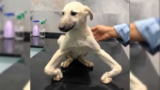 Cachorro com patas tortas