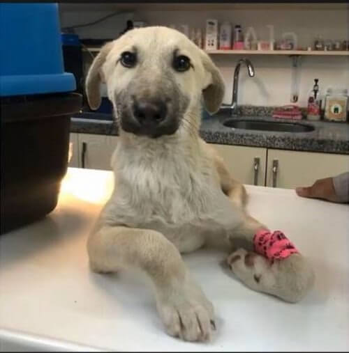 Cachorro com patas tortas