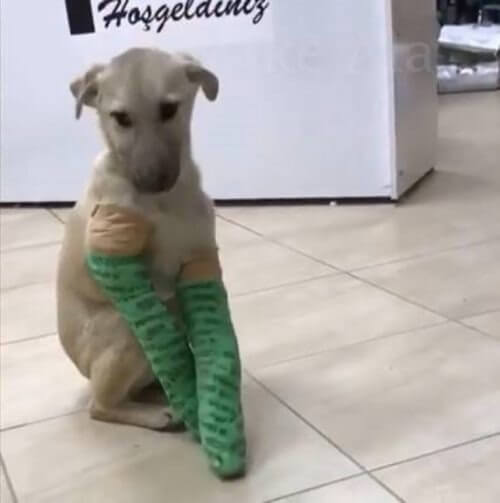 Cachorro com patas enfaixadas
