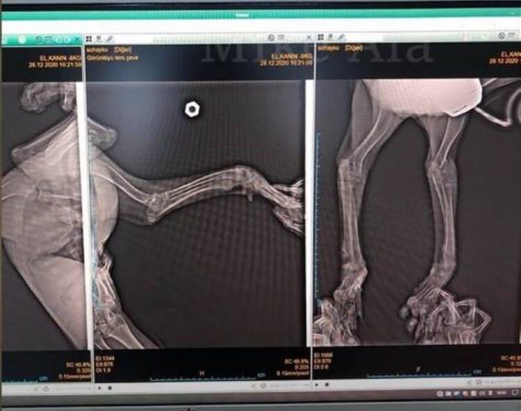 Raio-X de patas de cachorro