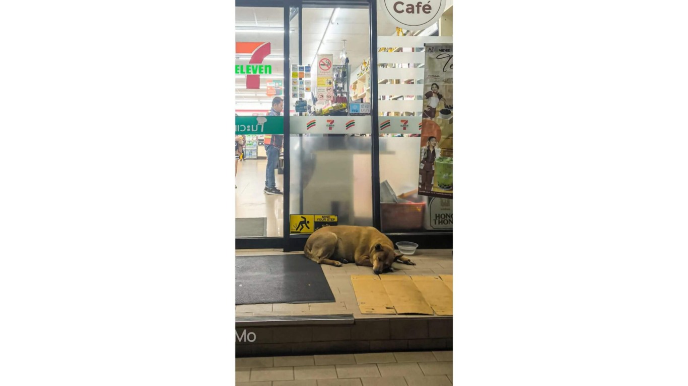 Cachorro deitado em frente a mercado