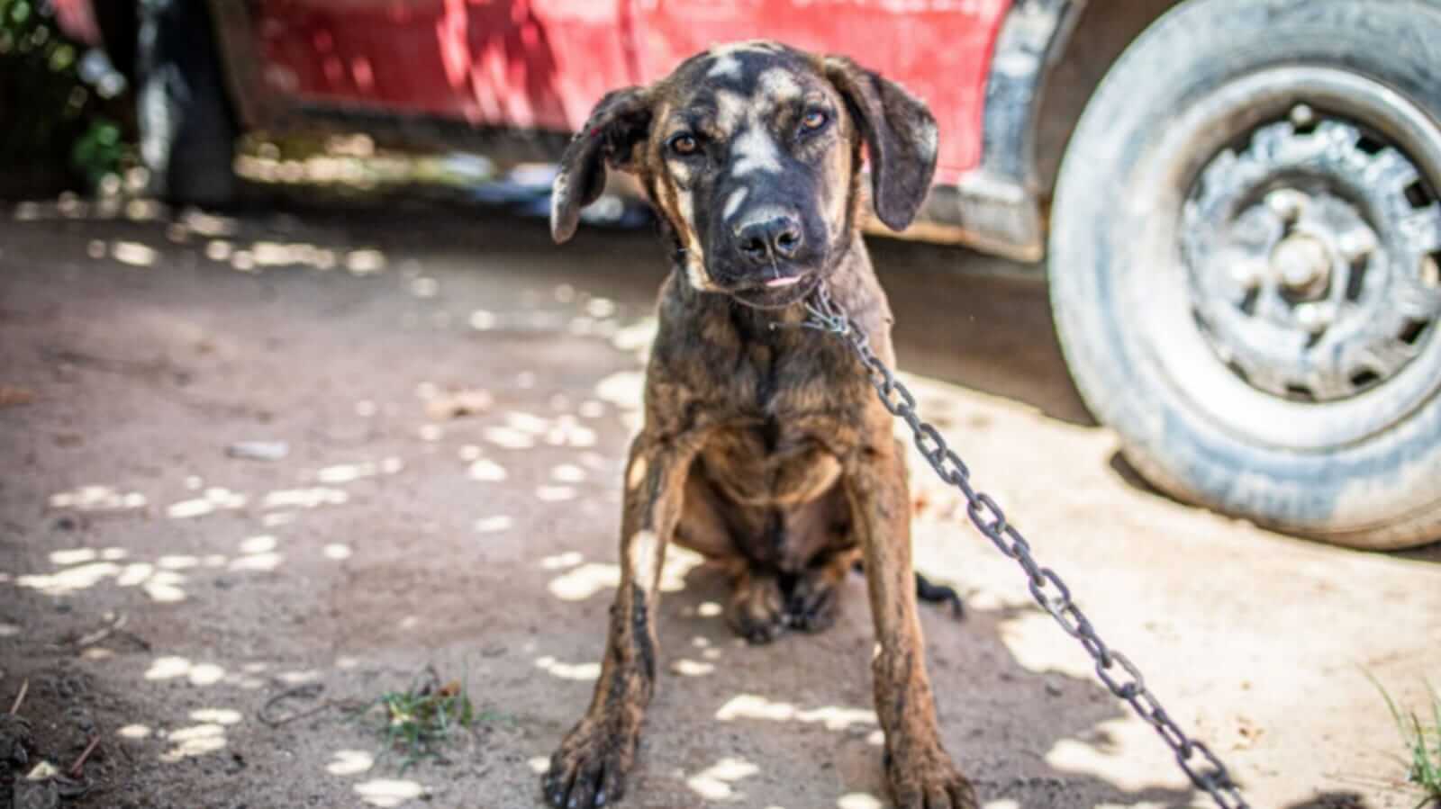 Cachorro acorrentado