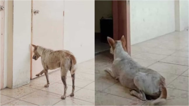 Cachorro esperando em porta