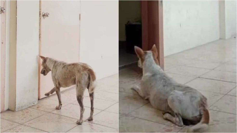 Cachorro esperando em porta