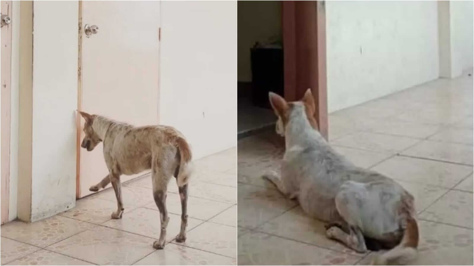 Cachorro esperando em porta