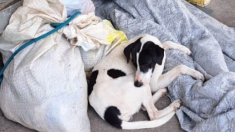 Cachorro ao lado de dono que morreu